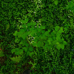 Obraz premium green leaves background