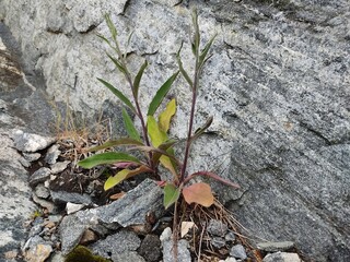 tree on the rocks