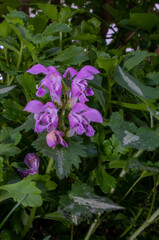 Obraz premium Lamium maculatum