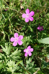 Three small pink forest flowers. Natural background