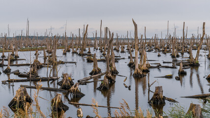 The Peenetalmoor Nature Reserve near Anklam, Mecklenburg-Western Pomerania, Germany