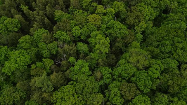 Forest to Lake Reveal