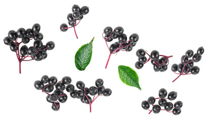 Fresh branches of elderberry and green leaves isolated on a white background, top view. Sambucus.