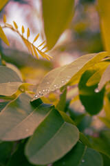 leaves in the rain