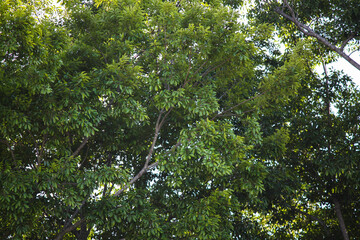 Verde y frondosa arboleda