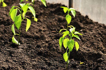 Green pepper seedlings against the black earth in the greenhouse in the rays of the bright sun with copy space. High quality photo
