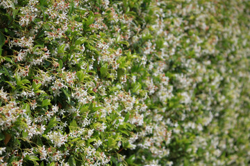 Cascada de jasmines estrellados con exquisito aroma