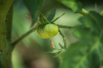 Tomate ecologico creciendo verde en la planta