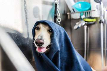 Perro con toalla en la peluquer&iacute;a canina
