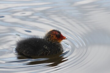 Chick of an Eurasian coot