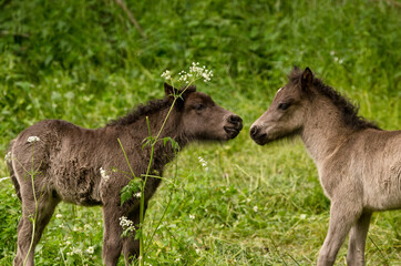 two grey, dun colored sweet foals playing and staying together in the meadow