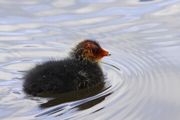 Chick of an Eurasian coot