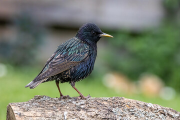 Side view of young starling bird stood on wooden branch with out of focus background.