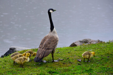 canada goose, goslings, mom and baby, mother and babies, baby ducks