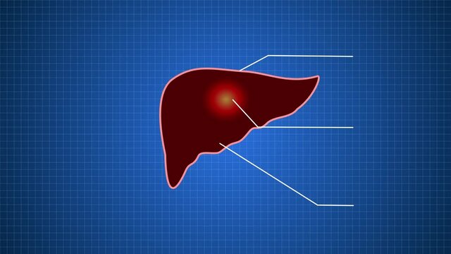 Liver On A Blue Tracing Paper. Liver 2D. Flat Animation. Drawn Liver