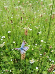 lilac butterfly