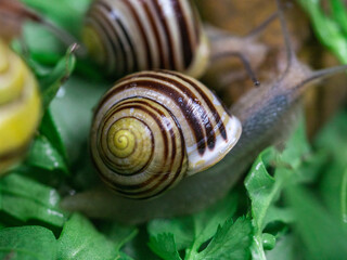 Colored snails in spring