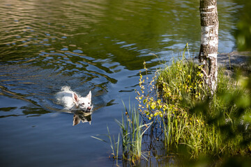 swimming dog white swiss shepherd