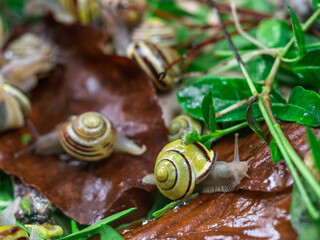Colored snails in spring