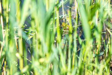green frog before grass background
