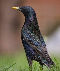 Elegant looking starling bird standing up straight and looking to the left with out of focus background.