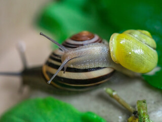 Colored snails in spring