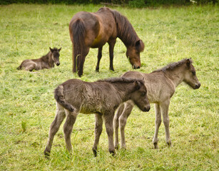 two grey, dun colored sweet foals playing and staying together in the meadow