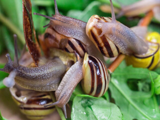 Colored snails in spring