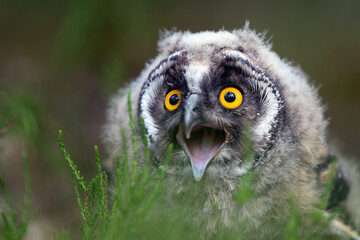 Young eared owl sitting on a tree stump in the forest.