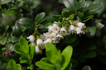 Lingonberry flowers. Vaccinium vitis-idaea. Medicinal, edible plant. - obrazy, fototapety, plakaty