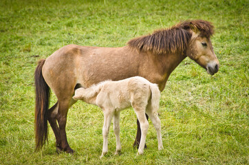 Obraz na płótnie Canvas A light brown mare and its newborn white foal are grooming treasured and providently together