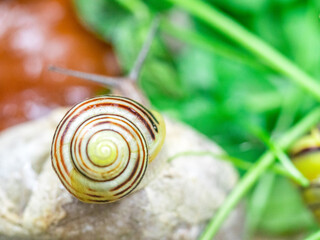 Colored snails in spring