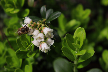Honey bee on lingonberry flowers. Apis mellifera. Vaccinium vitis-idaea. Medicinal plant.