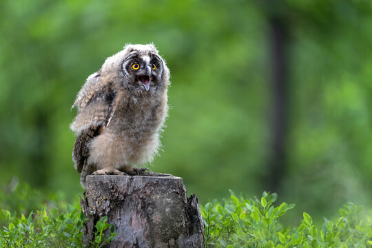 Young eared owl sitting on a tree stump in the forest.