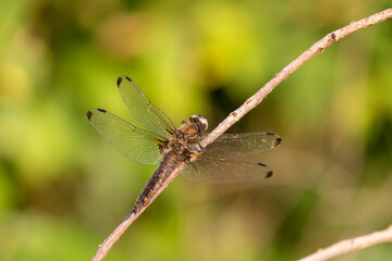 A dragonfly sits on a dry branch. In the background green grass, the background is blurred