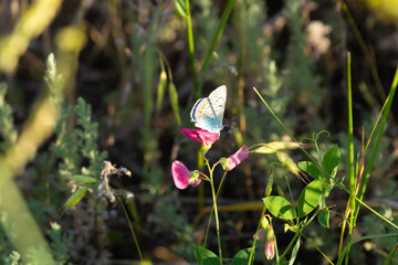 A small blue-gray butterfly sits on a small pink flower. In the background green grass, the background is blurred