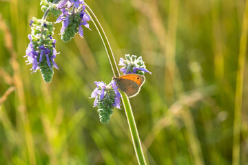 A small gray-yellow butterfly sits on a sage flower. In the background green grass, the background is blurred