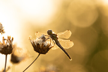 A dragonfly sits on a dry flower. The background is blurred