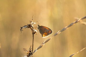 A small gray-orange butterfly sits on dry grass. The background is blurred