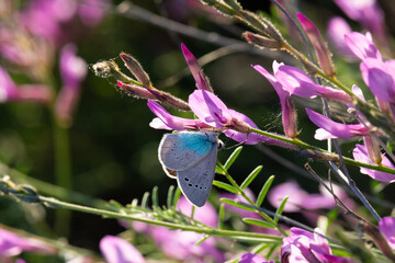 A small blue-gray butterfly sits on pink flowers, the background is blurred. 