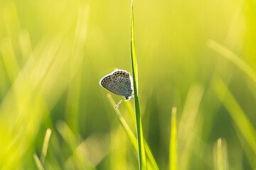 A small gray-orange butterfly sits on a green leaf of grass. On a bright background green grass, the background is blurred. 