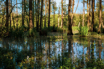 Swamp in the middle of the spring forest