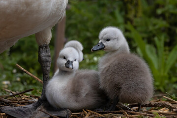 Baby cygnet swans in front of mothers leg with out of focus background.