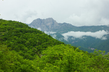 view of dense forest and mountain. Mount Khustup