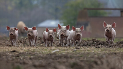 Group of young piglets walking across a field with out of focus background.