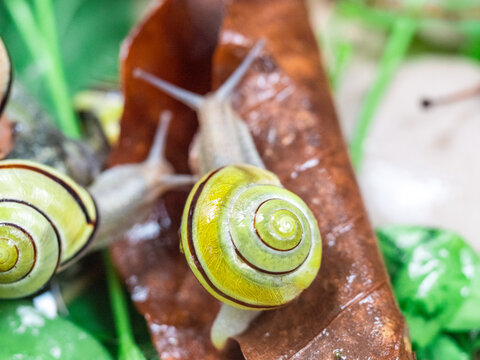Colored snails in spring