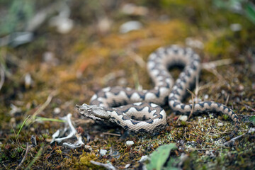 Nose-horned viper
