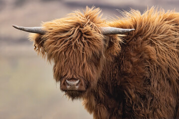 Head and shoulder photo of highland cattle young cow with shaggy hair and horns and out of focus background.