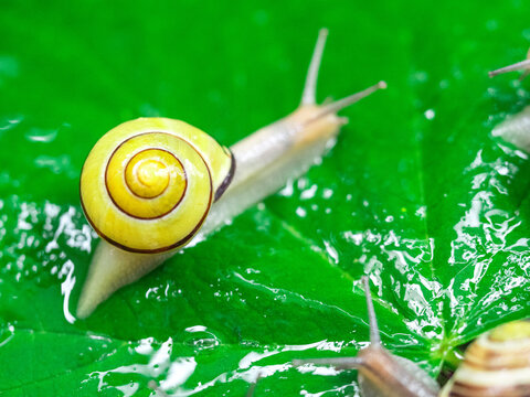 Colored snails in spring