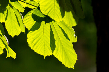 green chestnut leaves against the backdrop of green nature